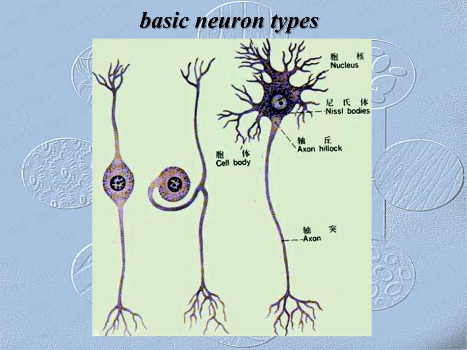哈尔滨医科大学-组织学与胚胎学课件-神经系统_第3页