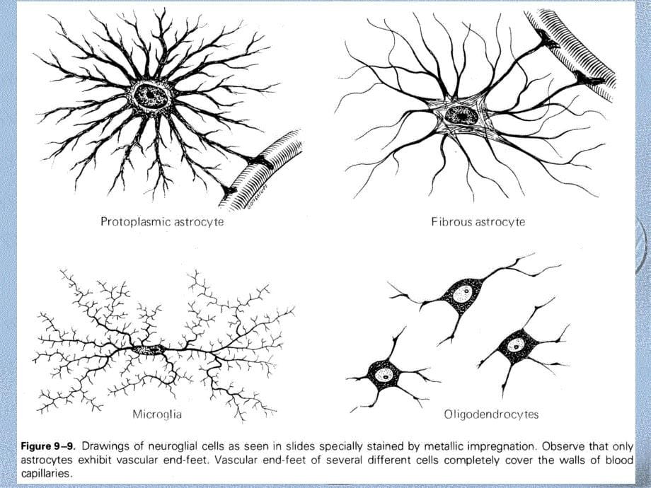哈尔滨医科大学-组织学与胚胎学课件-神经系统_第5页