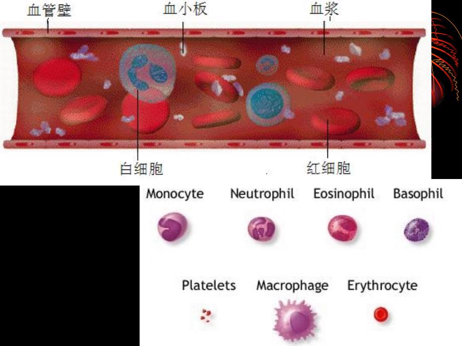 诊断学-红细胞和血红蛋白_第2页