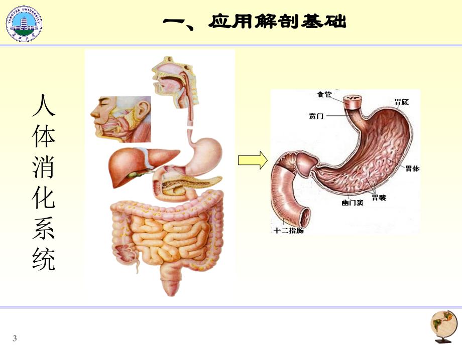 胃十二指肠影像学_第3页