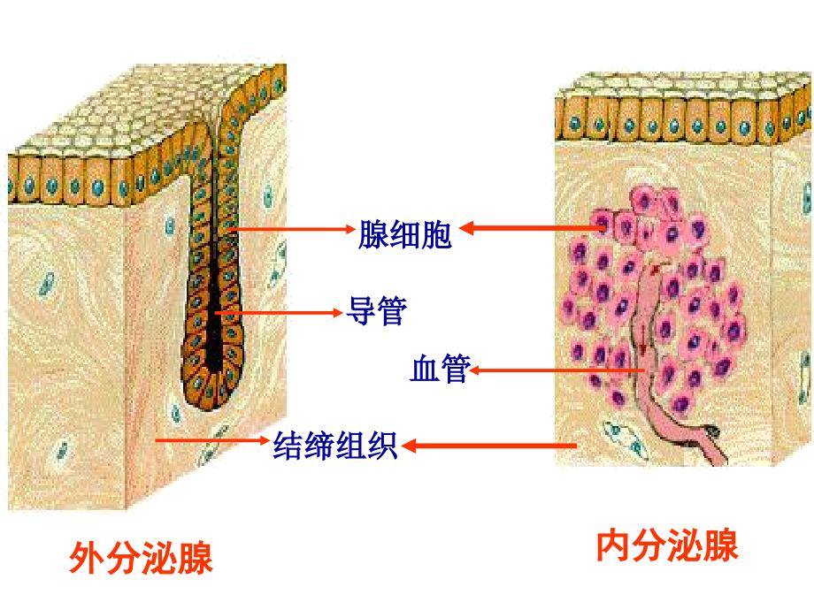 生物高考第一轮复习动物激素调节展示课课件_第4页