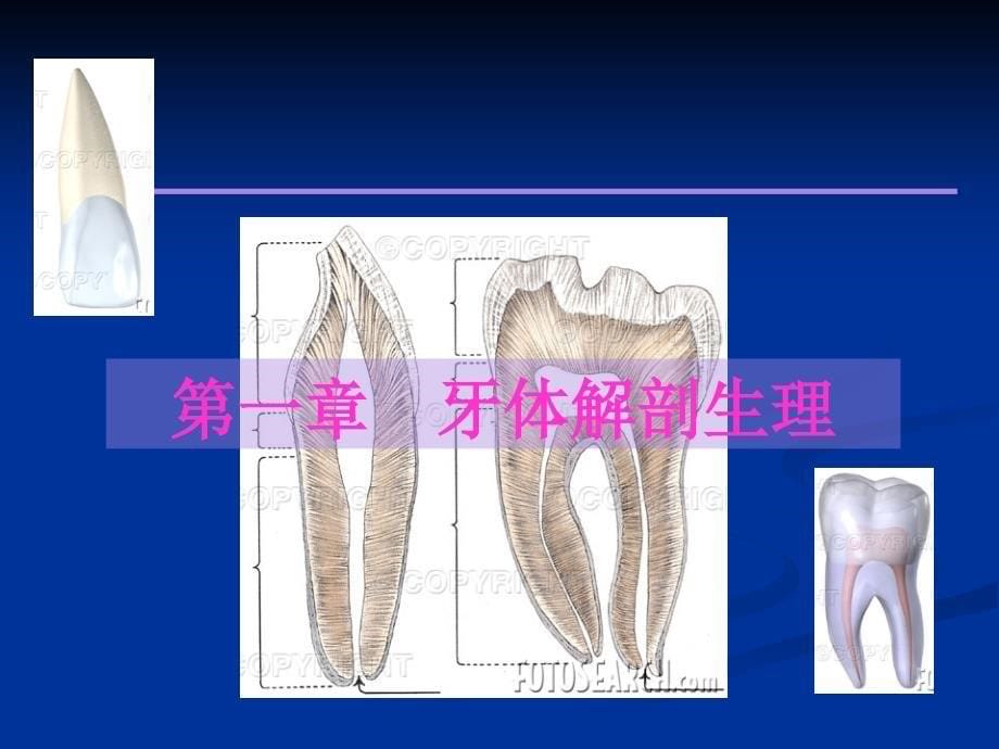 口腔解剖生理学-第一章-概述_第5页