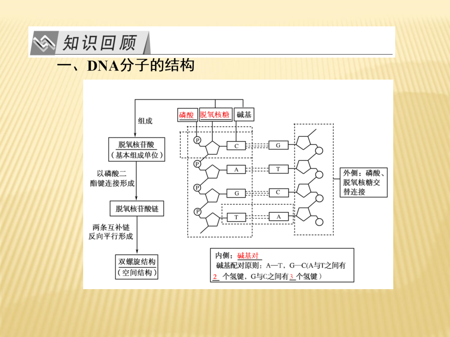 2017年最新高考二轮总复习：2-6-6《dna的结构和复制与基因的概念》精品ppt课件_第4页