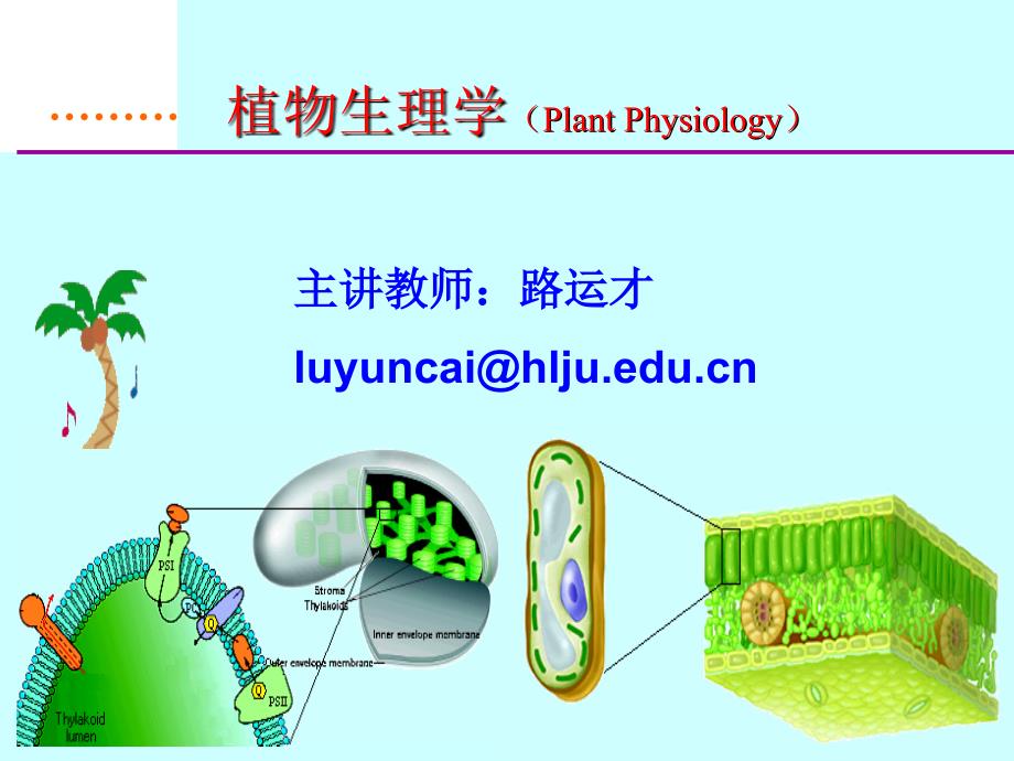 植物生理学经典课件04-植物的呼吸作用_第1页