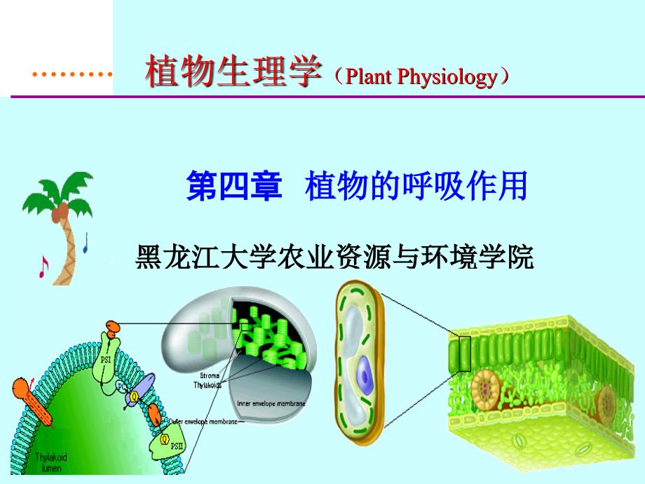 植物生理学经典课件04-植物的呼吸作用_第3页