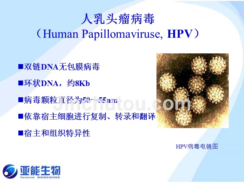 hpv-基因分型检测的意义(北京-20100204)_第4页