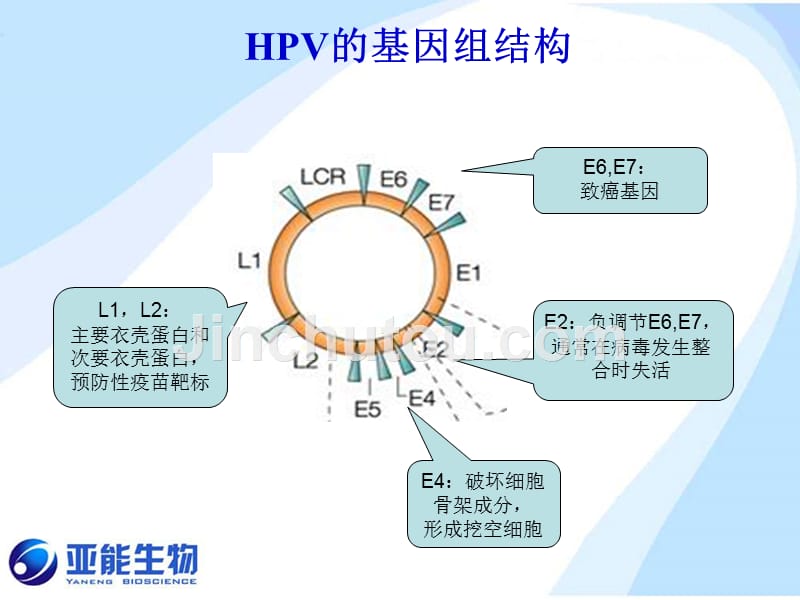 hpv-基因分型检测的意义(北京-20100204)_第5页