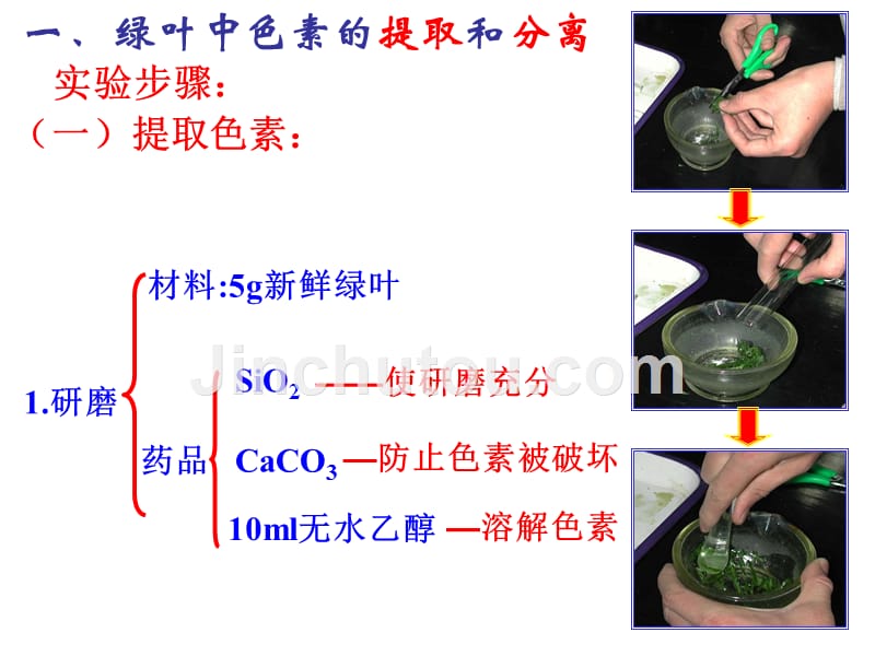 能量之源光合作用讲课课件_第5页