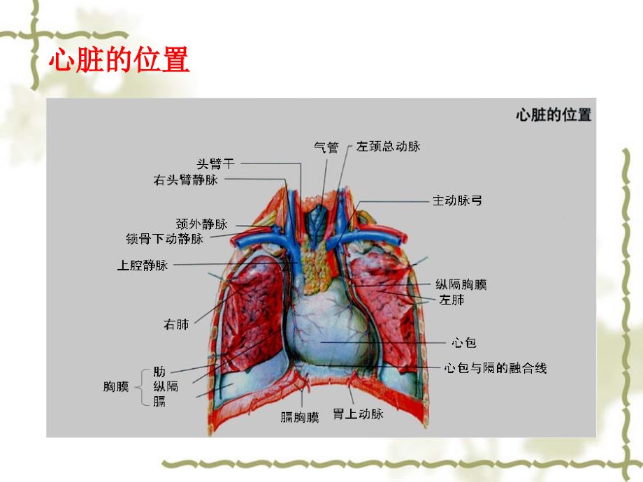 心脏电生理总结_第3页