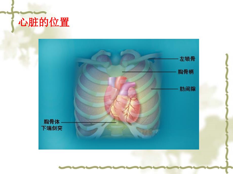 心脏电生理总结_第4页