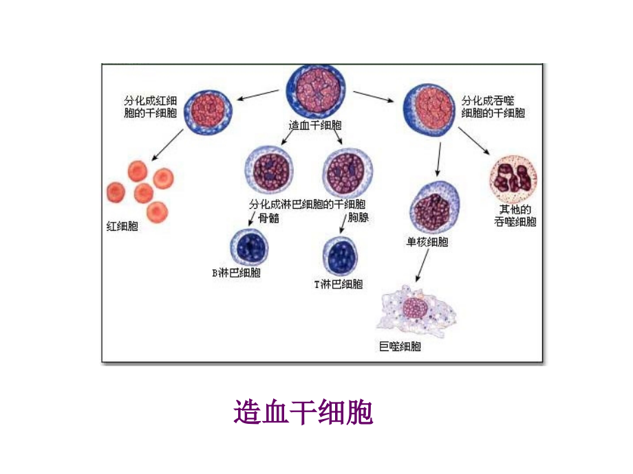 细胞的分化 (2)_第3页