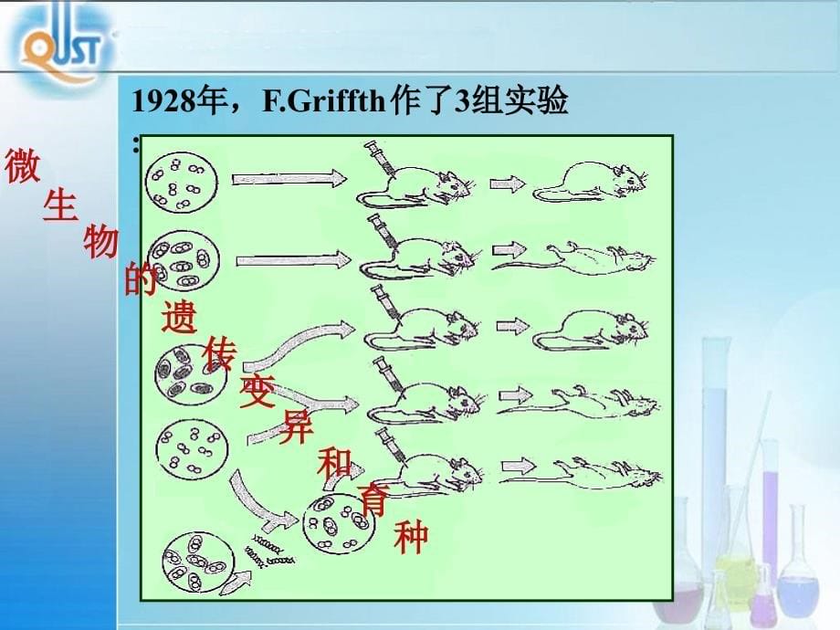 微生物第6章微生物的遗传变异和育种_第5页