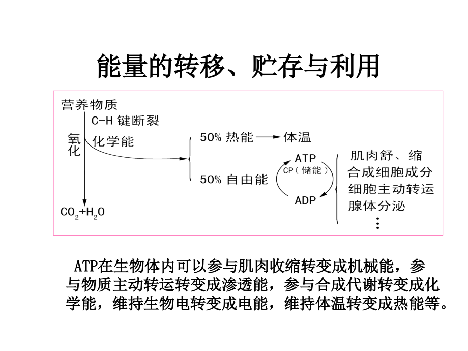 营养与能量平衡 (2)_第4页