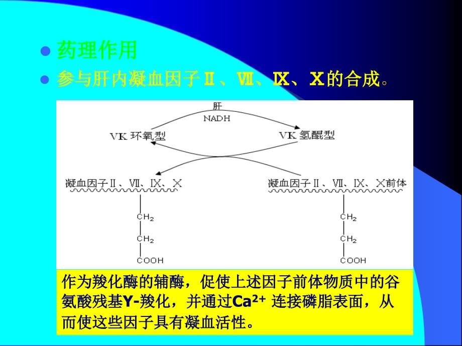 血液及造血系统药理_1_第5页