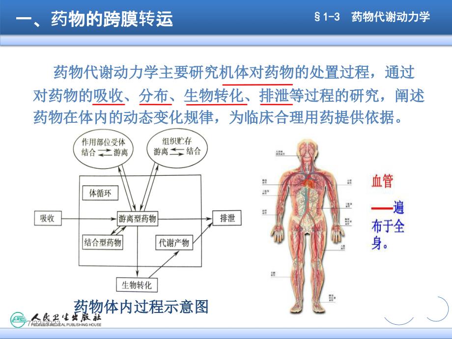 药物代谢动力学_19_第4页