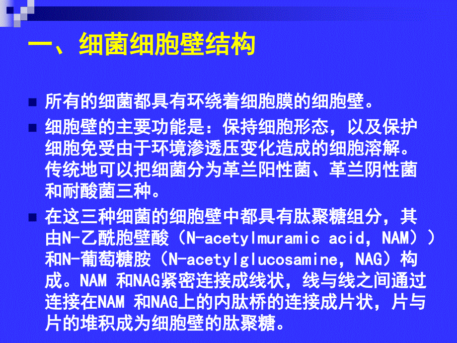 微生物药物学-第5章-β-内酰胺类抗生素_第4页