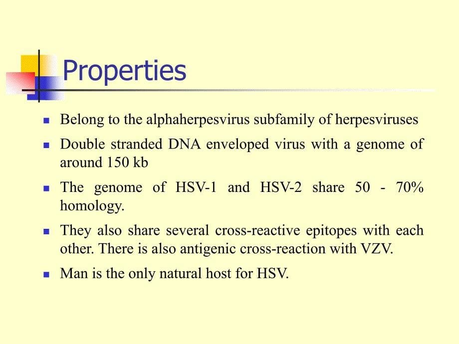herpesviruses(水痘-带状疱疹病毒)_第5页