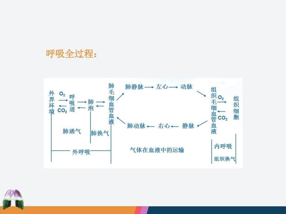 生理学中职最新版_第5页