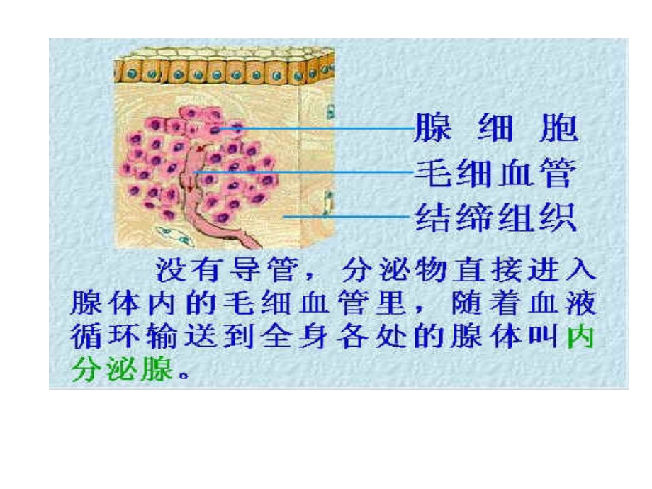 内分泌系统 (2)_第4页