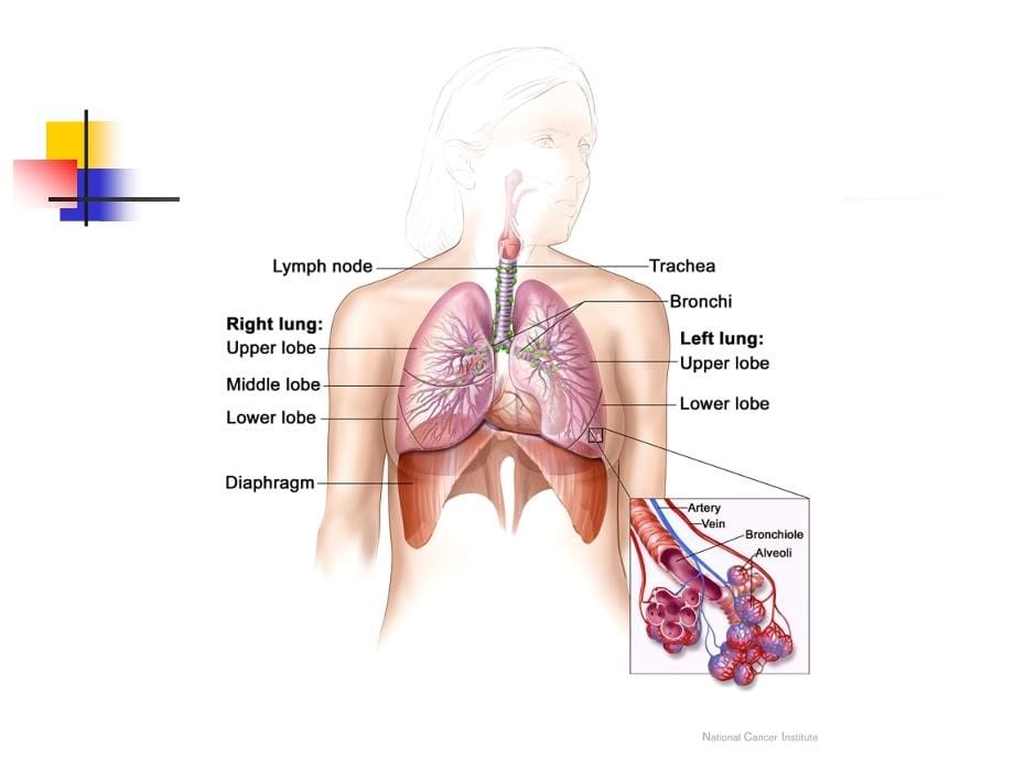 呼吸系统疾病-(中西医结合版)_第5页