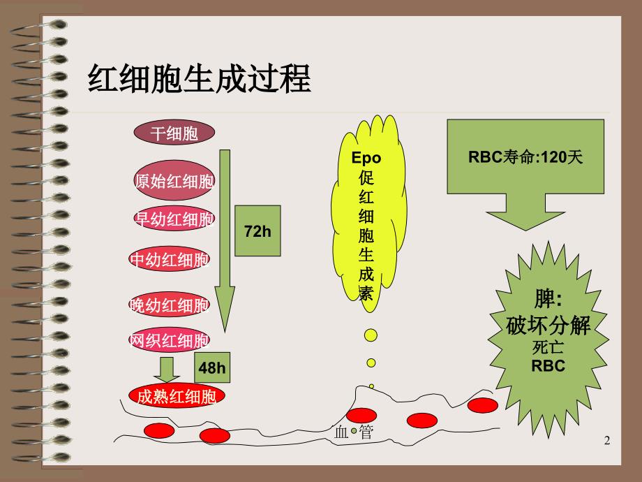 血液一般检验红细胞检验2013_第2页