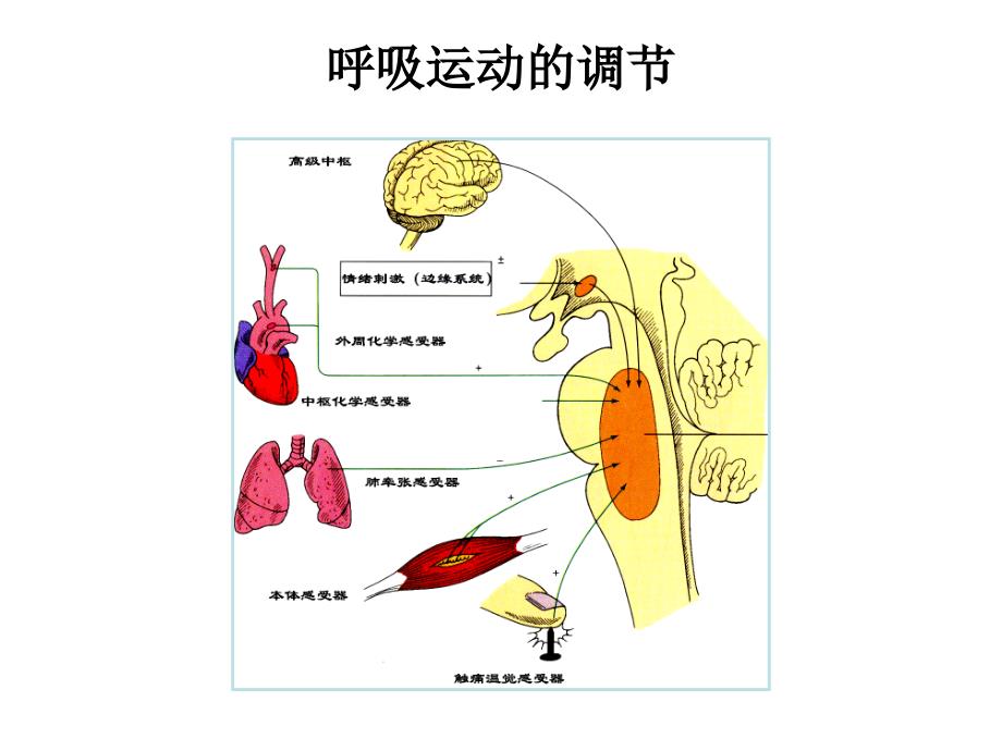 呼吸生理学3-revised_第1页