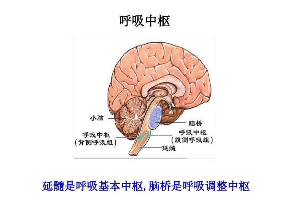 呼吸生理学3-revised_第3页