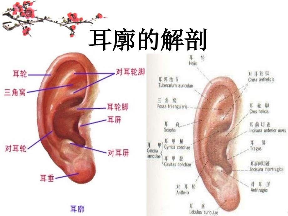 耳穴-干事课(详细)_第4页