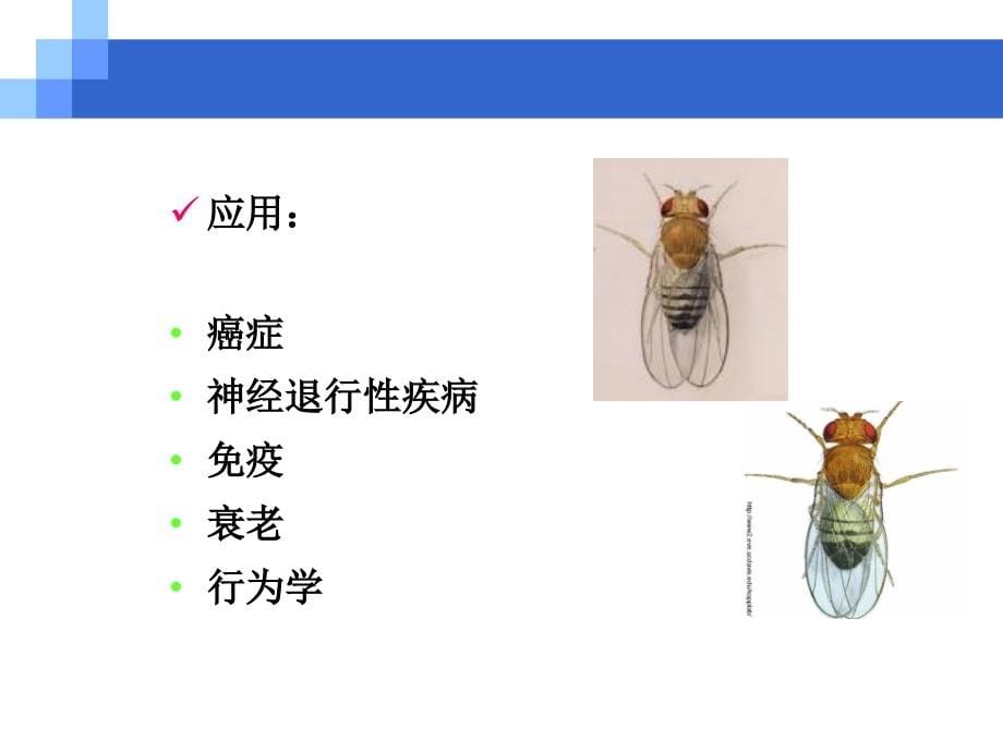模式生物-果蝇-版ppt_第5页