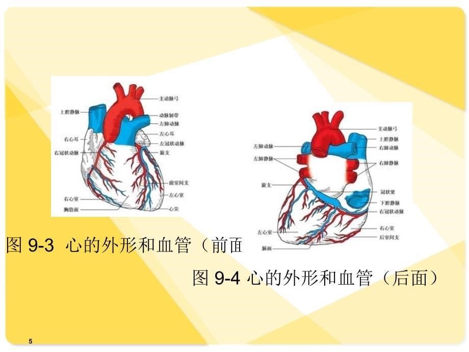 解剖学基础课件第9篇-脉管系统_第5页