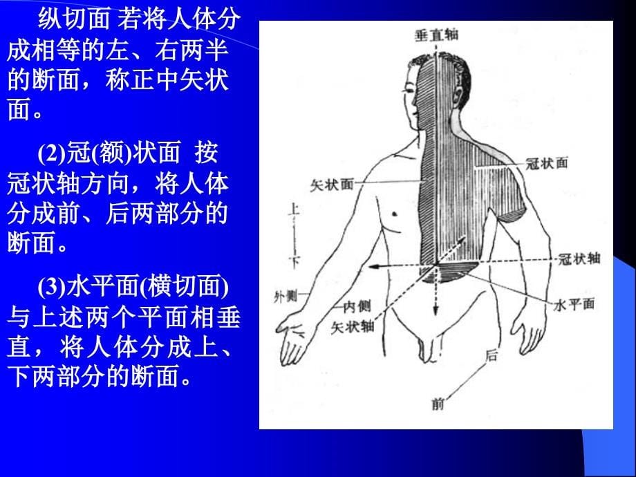 系统解剖学绪论和骨学_第5页