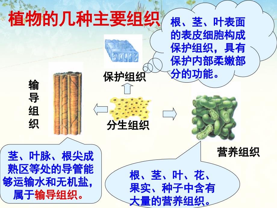 《多细胞生物体》课件_第4页