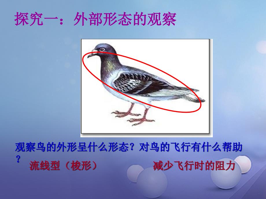 天津市八年级生物上册5.1.6鸟课件_第4页