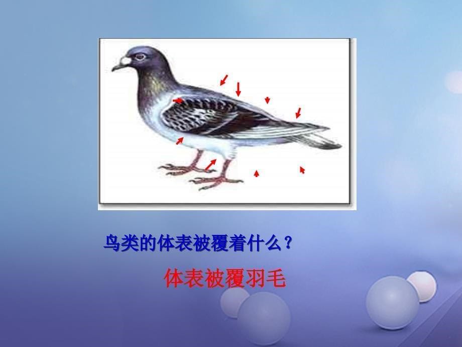 天津市八年级生物上册5.1.6鸟课件_第5页