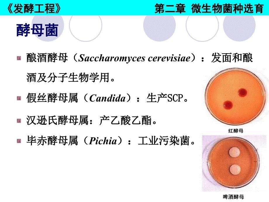 微生物菌种_第5页