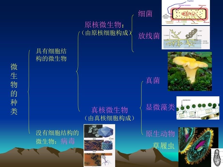 微生物绪论_第5页