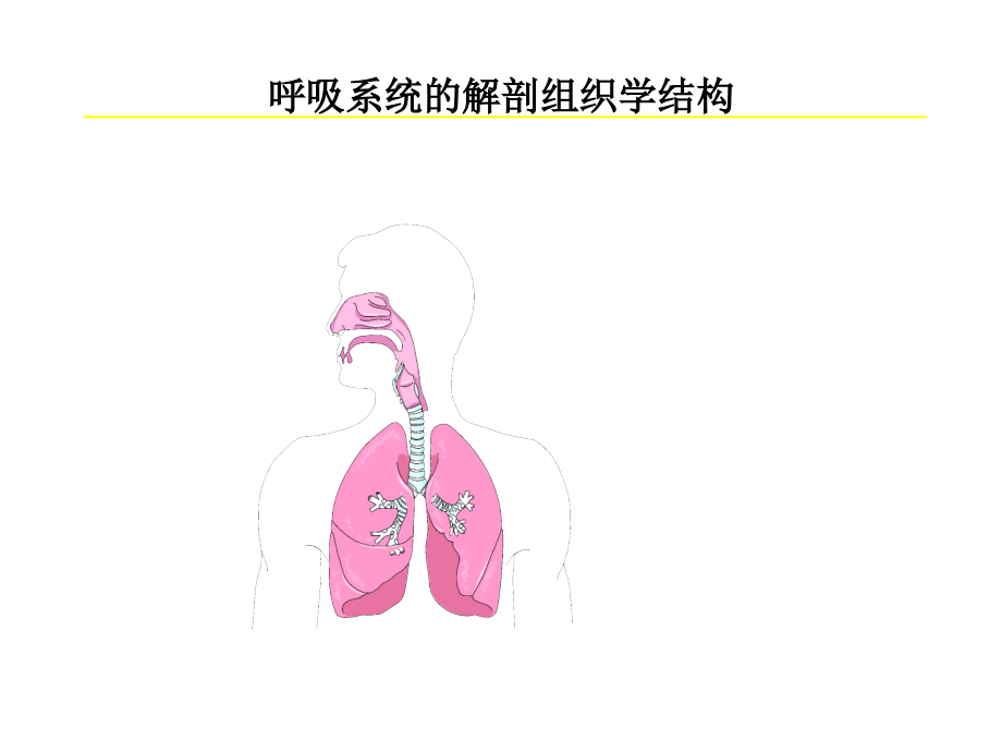 肺炎PPT：病理学课件——肺炎_第3页