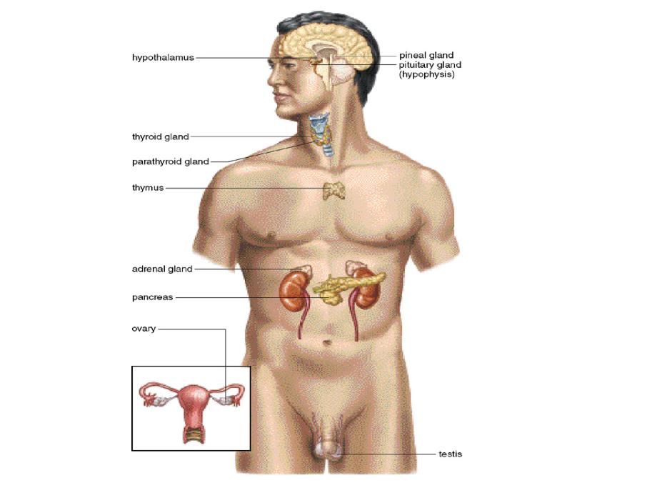 人体健康与疾病（激素）_第3页