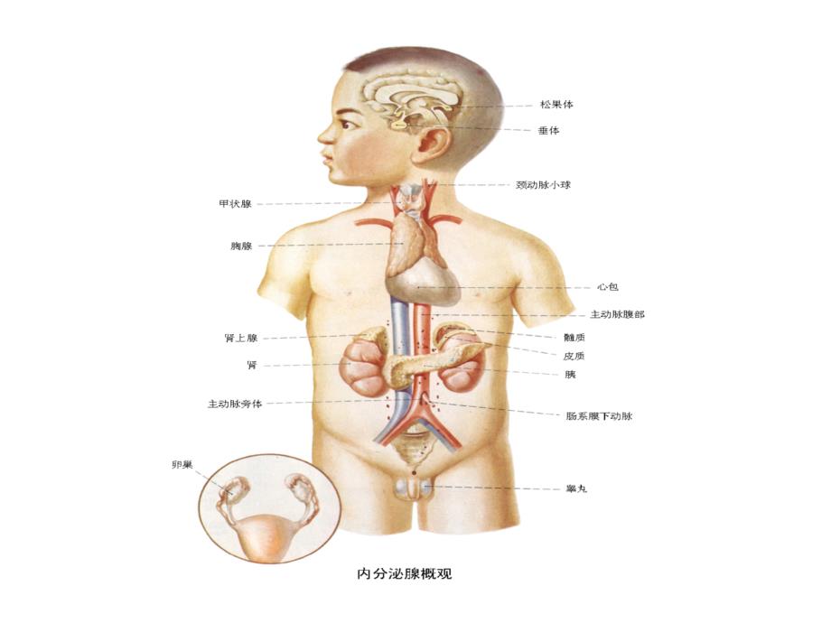 人体健康与疾病（激素）_第4页