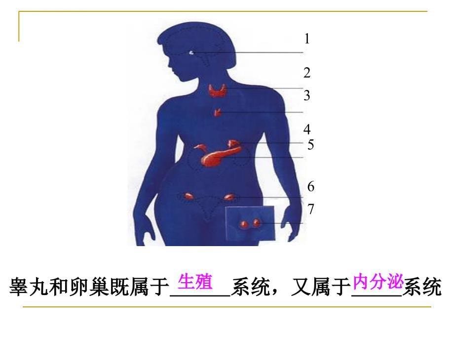 人体健康与疾病（激素）_第5页