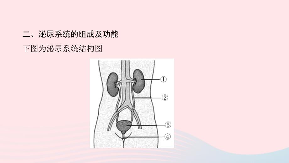 七年级生物下册第四单元第五章人体内废物的排出（第1课时泌尿系统的组成）习题课件（新版）新人教版_第3页