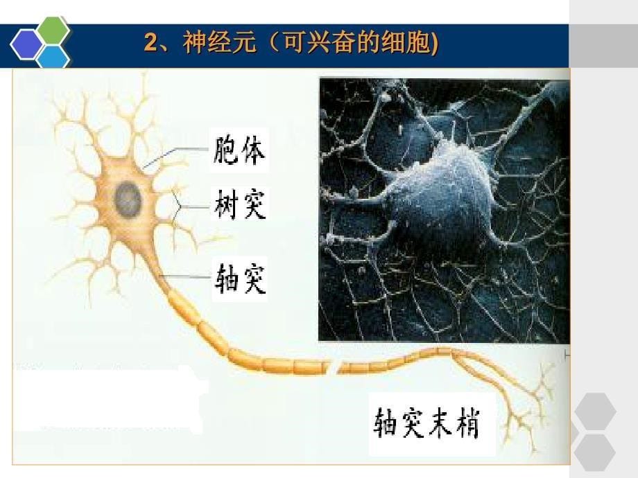 高中生物必修3-第二章-第二节-神经系统的结构与功能(第一课时)_第5页