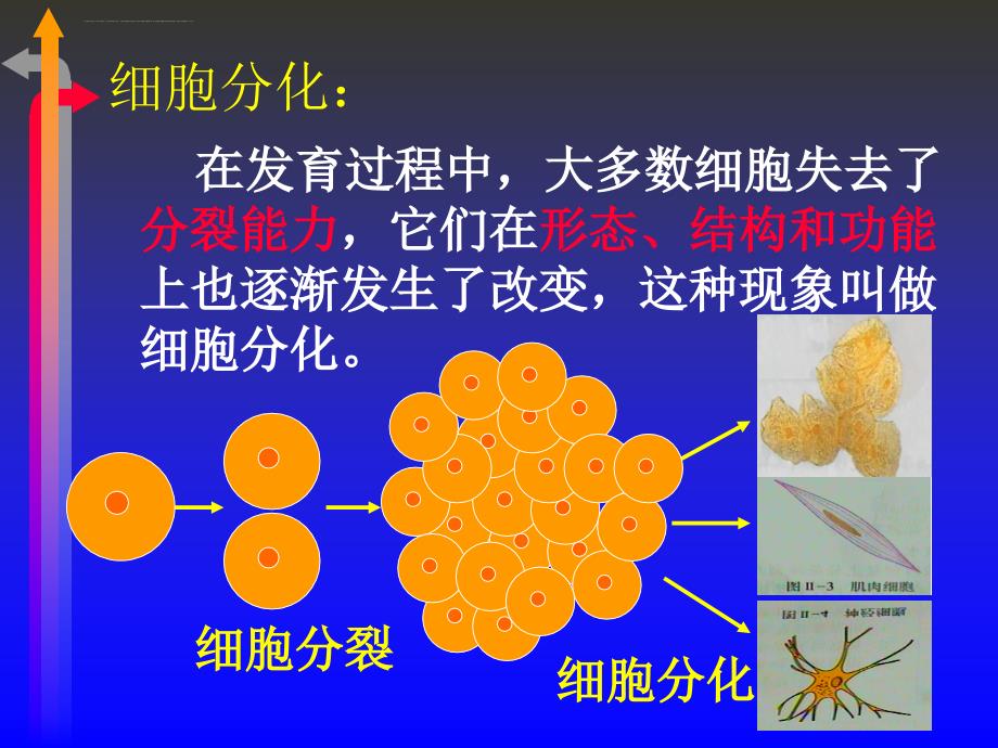 动物体的结构层次课件4_第4页