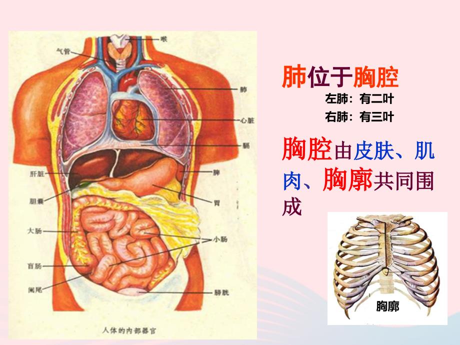 七年级生物下册4.3.2发生在肺内的气体交换课件2（新版）新人教版_第4页