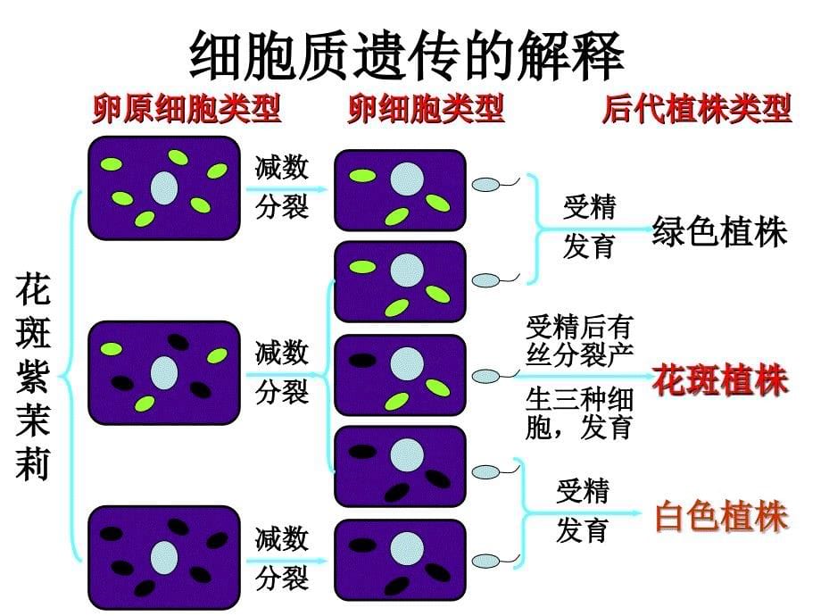 人教版教学课件惠东中学高三生物选修3测试题讲评课件-上学期_第5页