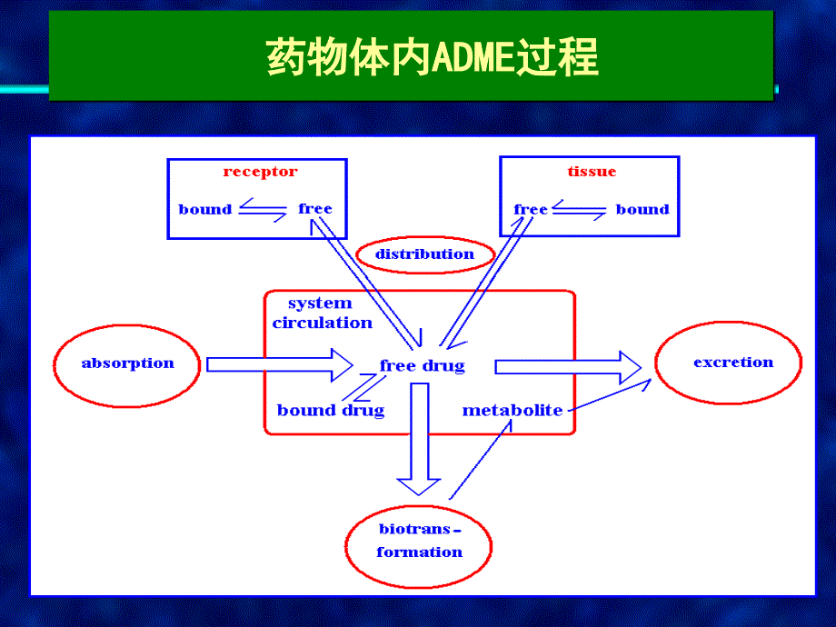 药理学-第二章-药代动力学_第2页