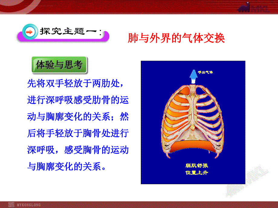2014初中生物多媒体教学课件第3章第2节发生在肺内的气体交换（人教版七年级下册）_第4页