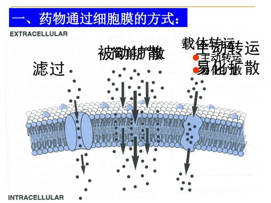 药物代谢动力学(pharmacokinetics)_第5页