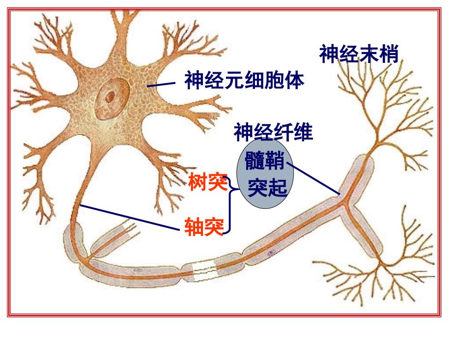 通过神经系统的调节_1_第4页