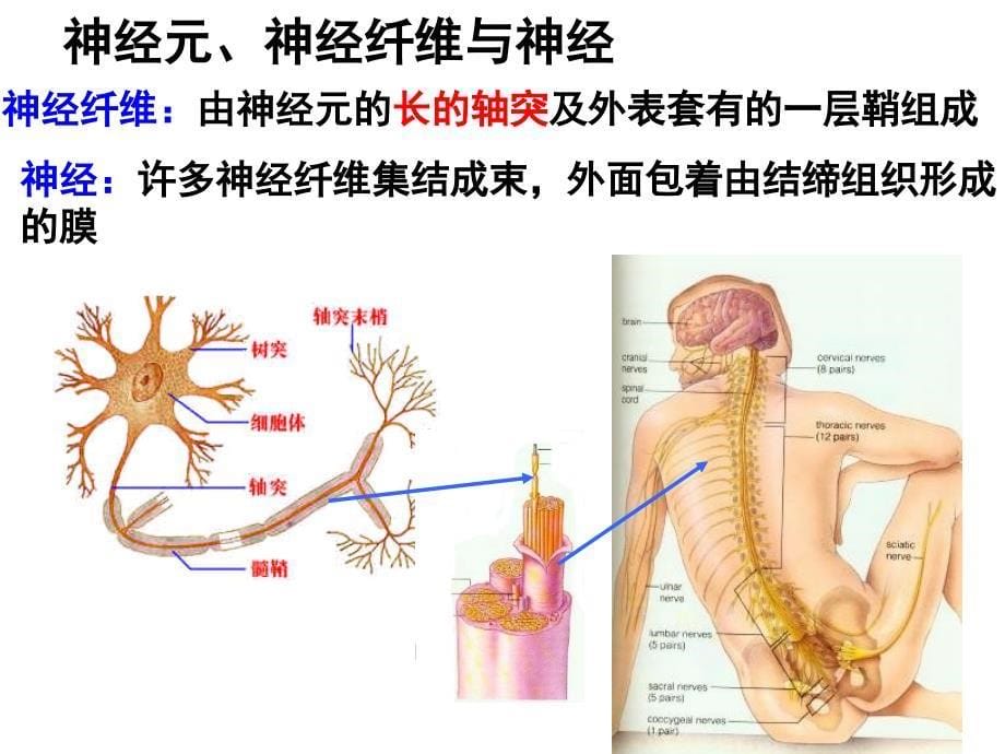 通过神经系统的调节_1_第5页